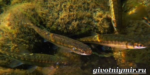 orekyte-рыба-образ жизни-и-среда обитания-рыба-песьян-8