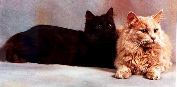 Кошки шантильи тиффани