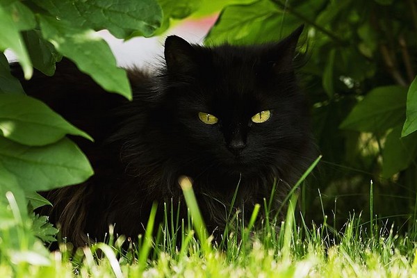 Кошка в кустах