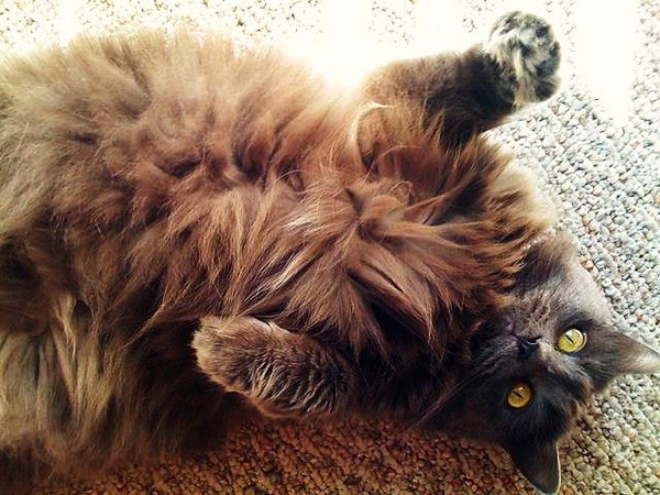 Проявление кошачьей радости