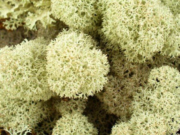 Ягель крупным планом