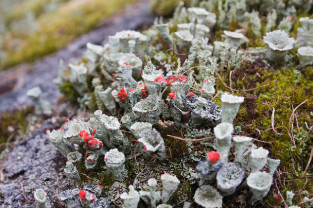 Кладония красная - лишайник