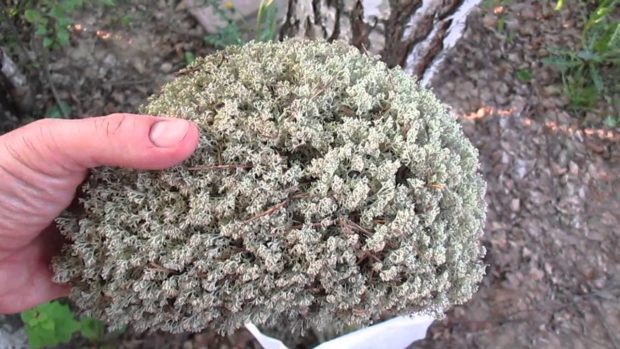 Олений кладония лишайник