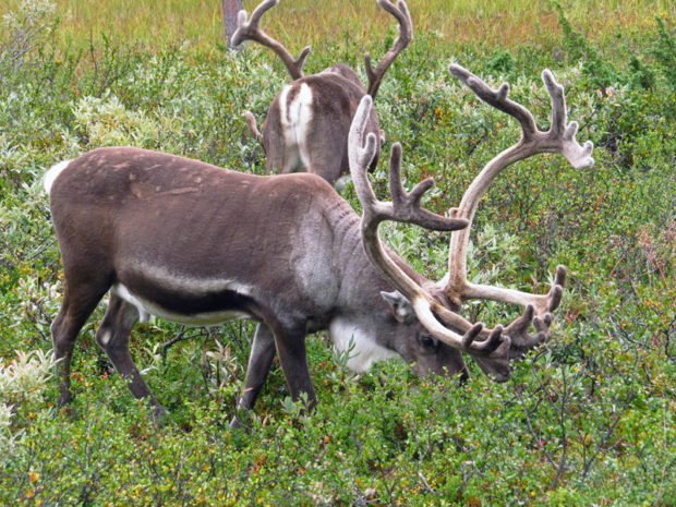 Олени пасутся в ягодах