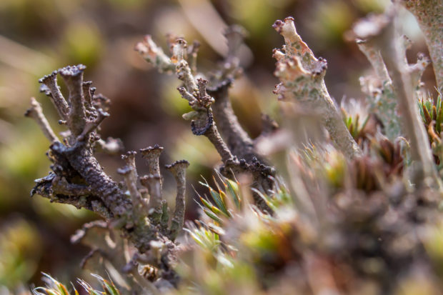 Кладония рогатая - лишайник