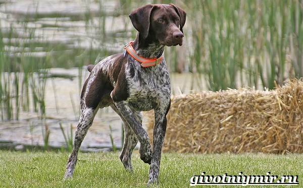 Охотничьи собаки-Описание-особенности-и-названия-охотничьих-пород-собак-10