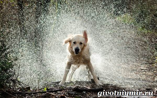 Охотничьи собаки-Описание-особенности-и-названия-охотничьих-пород-собак-11