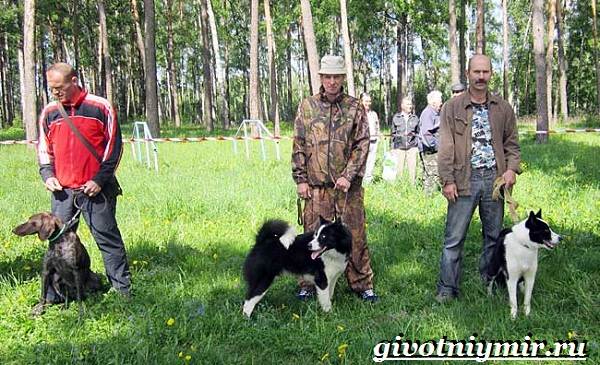 Охотничьи собаки-Описание-особенности-и-названия-охотничьих-пород-собак-12