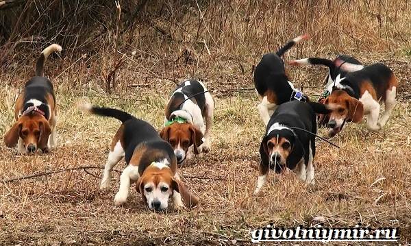 Охотничьи собаки-Описание-функции-и-названия-пород-охотничьих-собак-9