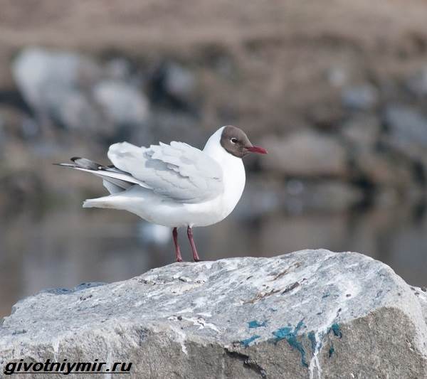 Черноголовая чайка-птица-образ жизни и среда обитания-6