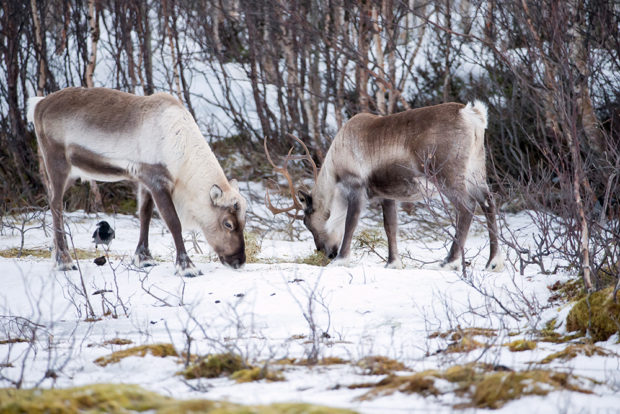 Олени добывают пищу зимой под снегом