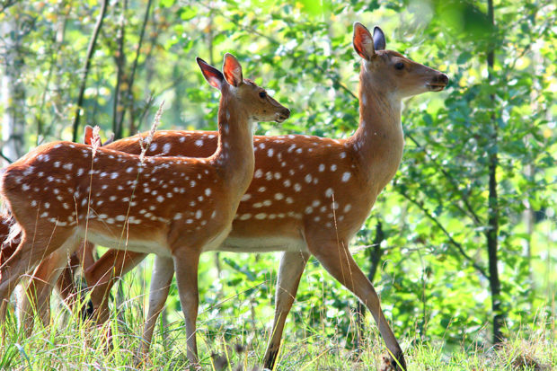 Самка оленя Хоккайдо - редчайший вид