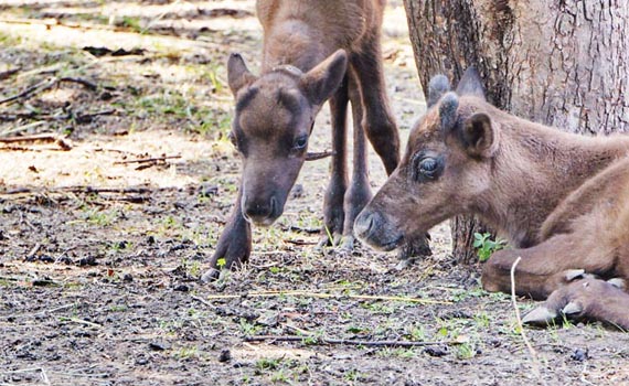 Олени едят сосновые шишки