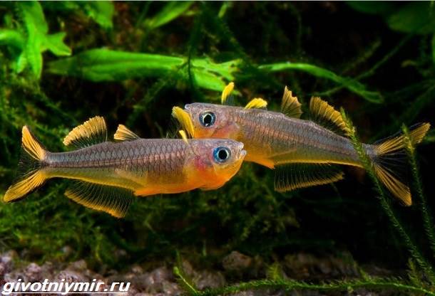 Попондетта-фурката-рыбка-Описание-виды-уход-и-совместимость-попондетты-фуркаты-3