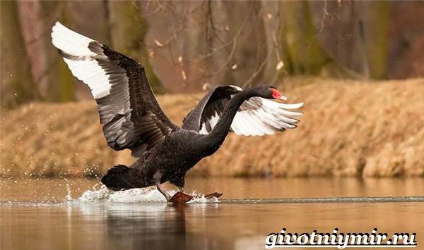 Птицы-озёр-Описание-названия-и-особенности-птиц-озер-17