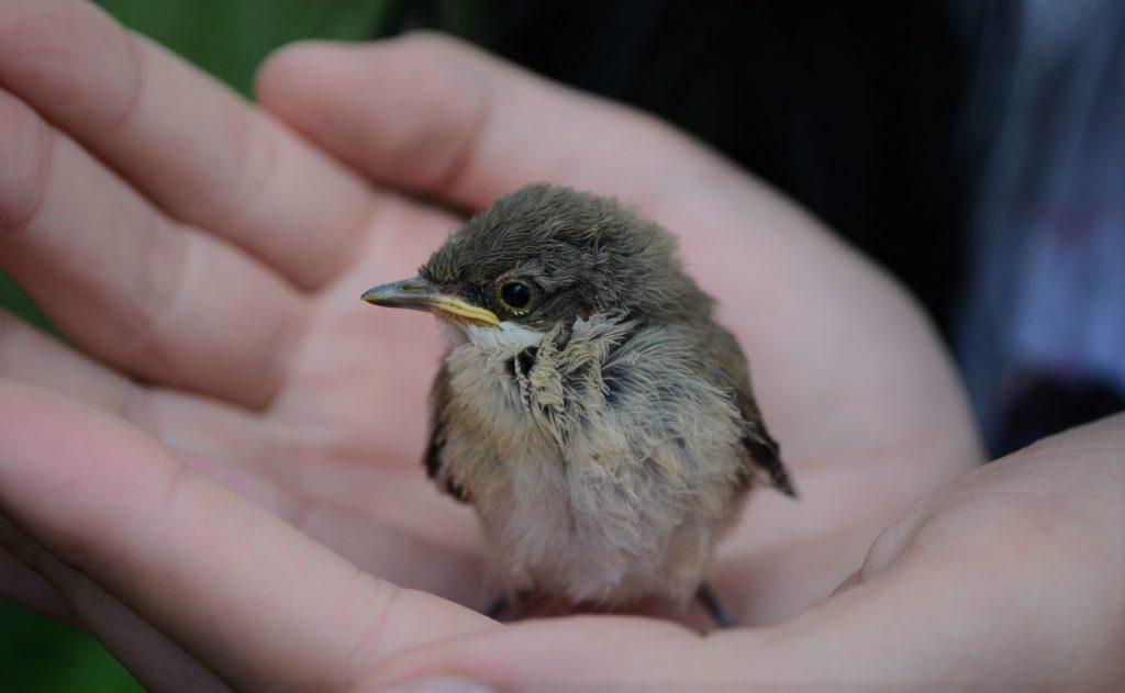 Курица-воробей