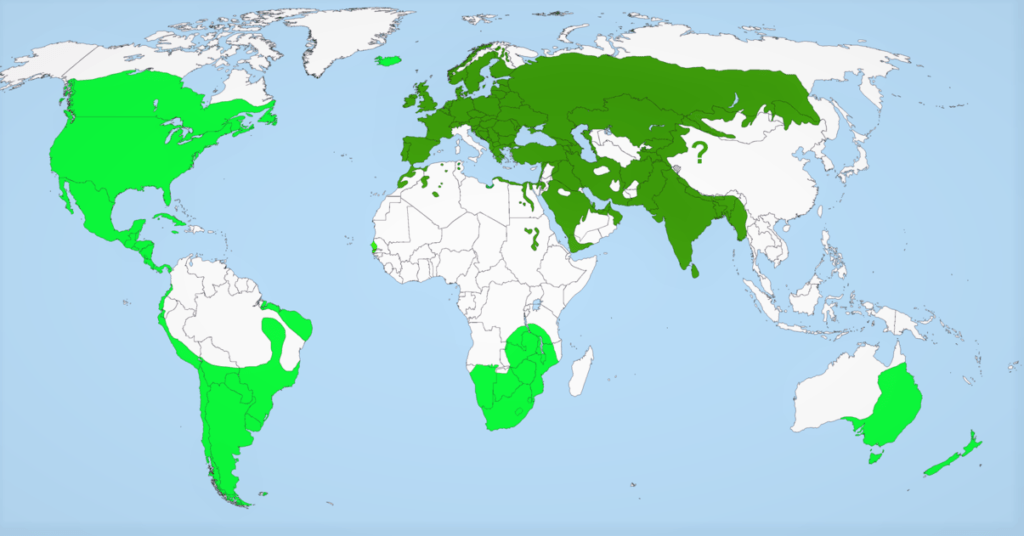 Среда обитания домового воробья