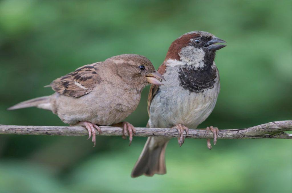 Воробьи мужского и женского пола