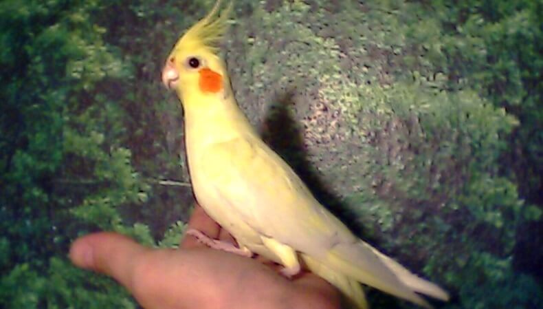 держать кореллу