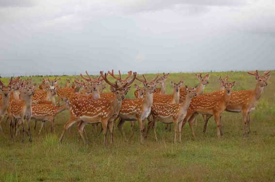 Стадо оленей на пастбище