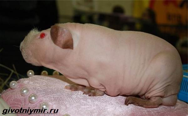 Скинни-корь-Описание-особенности-типы-и-уход за скинни-корью-6