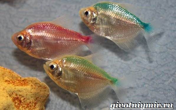 Тернеция-карамелька-рыбка-Описание-особенности-виды-и-уход-за-тернецией-карамелькой-8