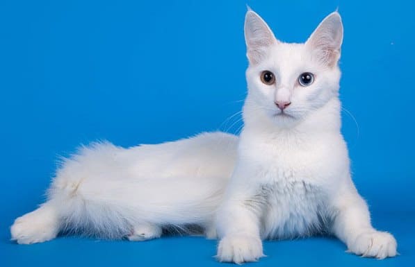 турецкая ангорская кошка с разными глазами