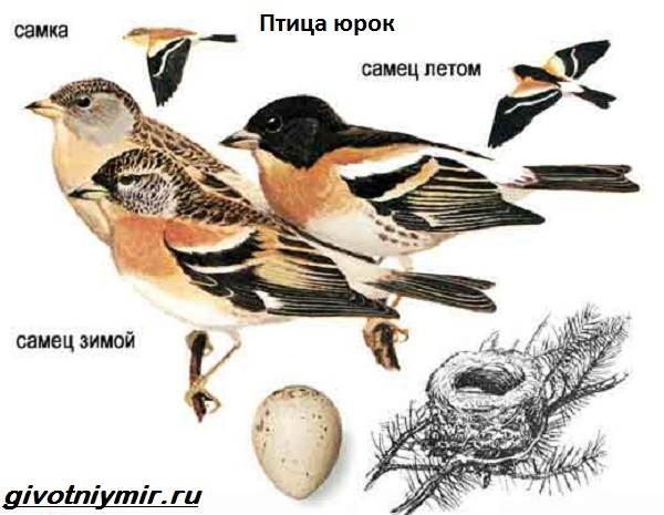 Юрок-птица-Образ жизни-и-среда обитания-птицы-Юрок-3