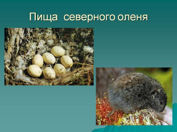 Корм для животных - яйца и мелкие грызуны