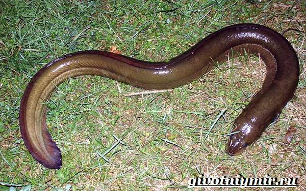 Животные-Красной-книги-Украины-10