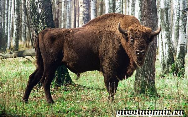 Животные-Красной-книги-Украины-11