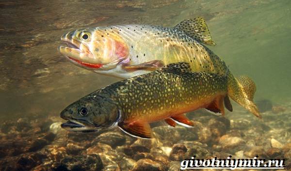 Животные-Красной-книги-Украины-12