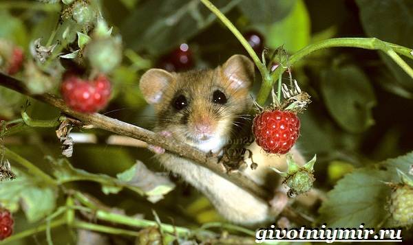 Животные-Красной-книги-Украины-13