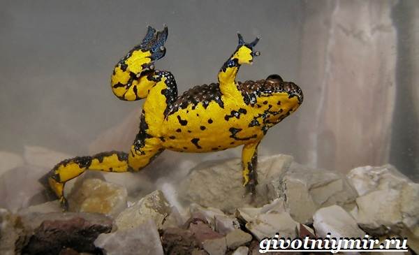 Животные-Красной-книги-Украины-14