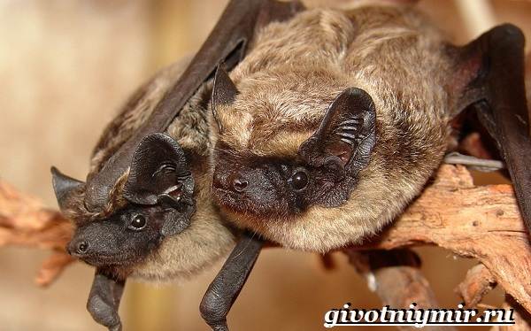 Животные-Красной-книги-Украины-15