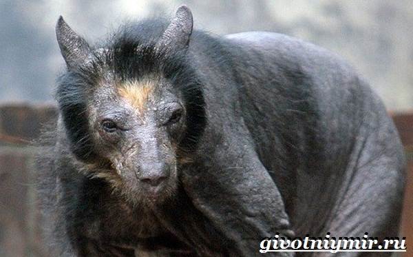 Животные-Красной-книги-Украины-16