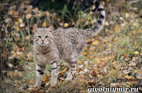 Животные-Красной-книги-Украины-17