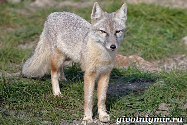 Животные-Красной-книги-Украины-18