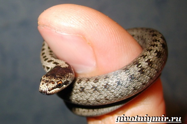 Животные-Красной-книги-Украины-19