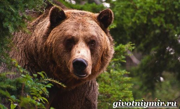 Животные-Красной-книги-Украины-3