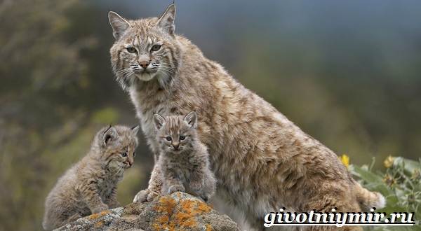 Животные-Красной-книги-Украины-4