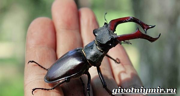 Животные-Красной-книги-Украины-5