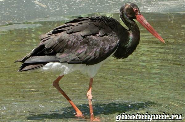 Животные-Красной-книги-Украины-6