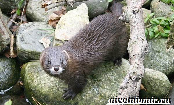 Животные-Красной-книги-Украины-7