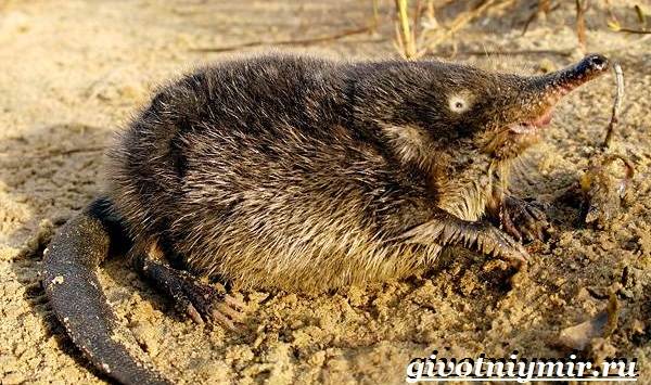 Животные-Красной-книги-Украины-8