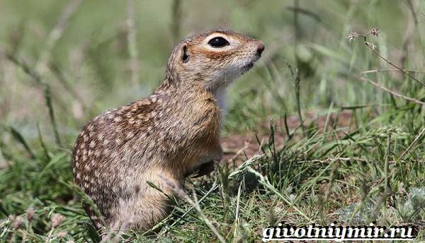 Животные-Красной-книги-Украины-9