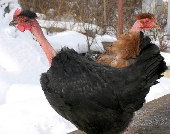 Порода кур голошейная