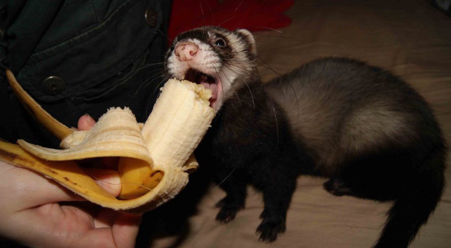 Содержание хорька не всем по карману