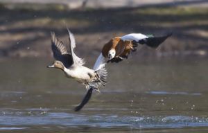 Огари агрессивно защищает свою территорию, особенно в период размножения
