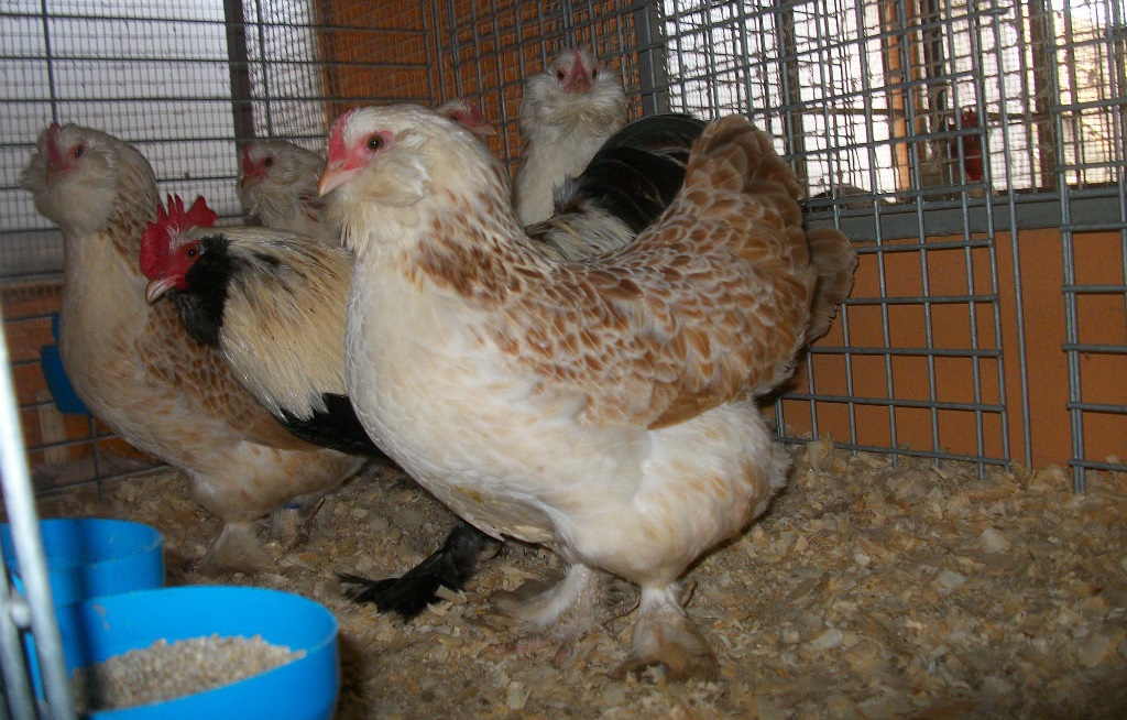 Условия ухода и содержания в личном хозяйстве